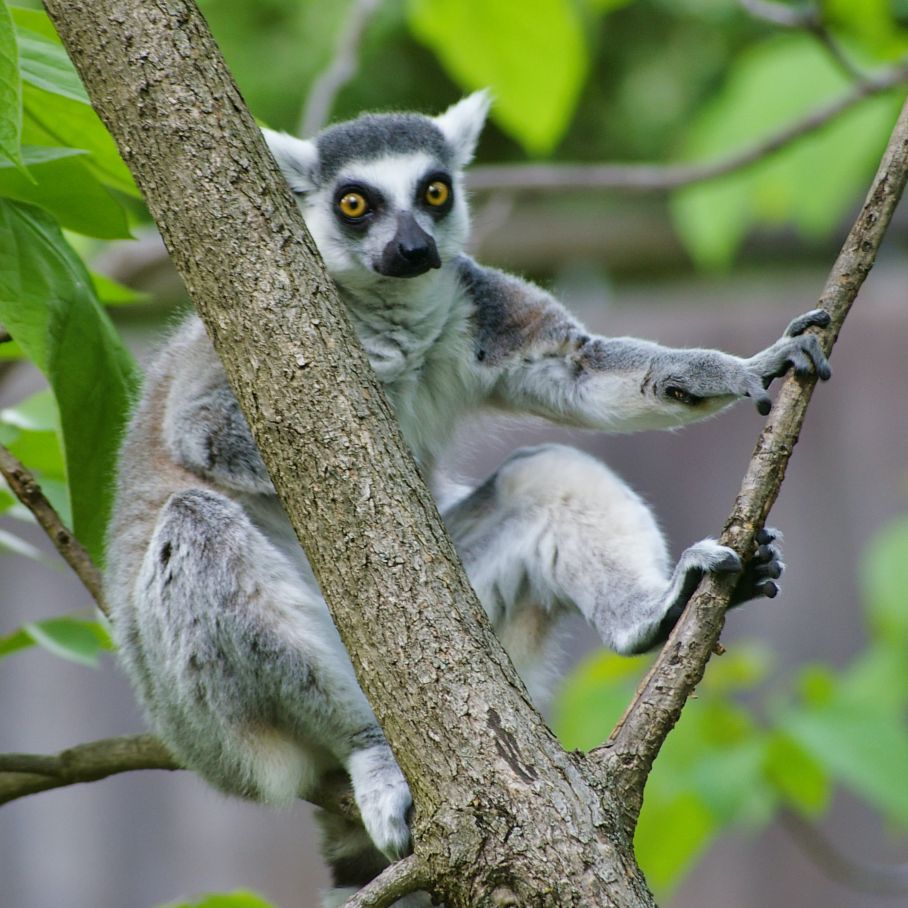 Shocked Lemur