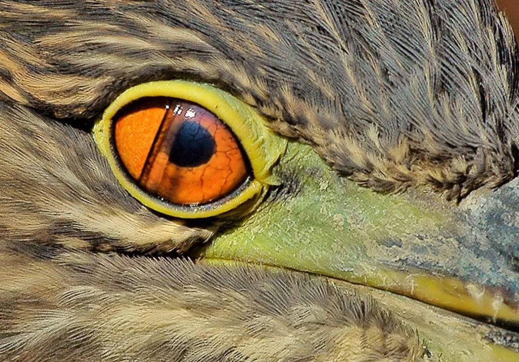 Evolutionary Change - Nictitating Eyelid