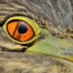 Evolutionary Change - Nictitating Eyelid